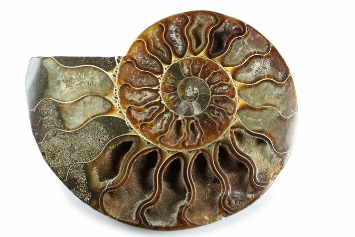 Cut & Polished Ammonite Fossil (Half) - Madagascar #364931